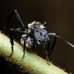 animals-insect-arthropod-spider-terrestrial-animal-pest-1689138-pxhere.com